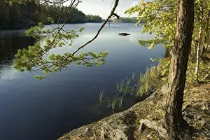 Prints of Lake surrounded by pine forest, Isojaervi National Park, Finland, Scandinavia Lake Prints: Finland's Isojaervi National Park Pine Forest Lake Print