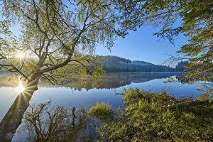 Breisgau Hochschwarzwald Scenery Prints: A lakeside tree in the first sunlight of the day