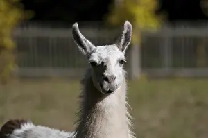 Uninhabited Island Prints: Lama