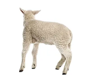 White Studio Background Animal Photo Prints: Lamb (8 weeks old) isolated on white