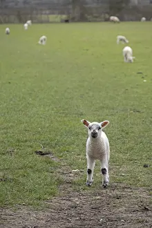 Domestic Sheep Breed UK Prints: Lamb looking at camera, sheep willow