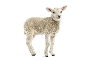 Farm Animal Photography Prints: Lamb looking innocent and cute