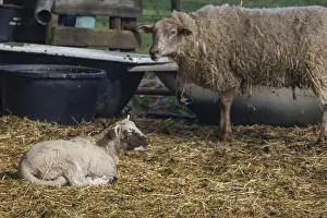 Prints of A lamb lying and a standing sheep on straw, in a quiet rural area, Gemen, Munsterland, Germany A lamb lying and a standing sheep on straw, in a quiet rural area, Gemen, Mnsterland, Germany Sheep Prints: A Lamb on Straw Print, Gemen, Munsterland, Germany