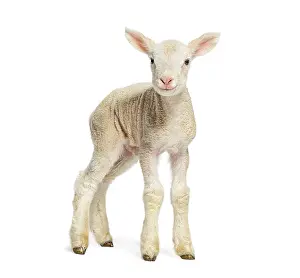 Lamb Looking At Camera Prints: Lamb standing on white background and looking at camera