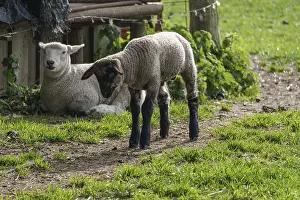 German Federal Republic Farm Animals Prints: A lamb stands watchfully in front of a lying sheep on a path