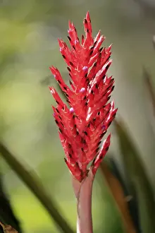 Empty Landscape With Flowers Prints: Lance bromeliad (Aechmea distichantha)