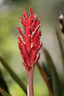 Uninhabited Flowering Plants Prints: Lance bromeliad (Aechmea distichantha)