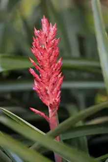 South American Bromeliad Prints: Lance bromeliad (Aechmea distichantha)