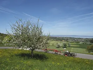 Switzerland Landscape Photography Prints: Landscape with blooming fruit tree