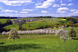 Rural Village Scene Prints: Landscape with blossoming cherry trees