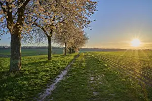 Cherry Blossom Landscape Prints: Landscape, cherry tree, blossoms