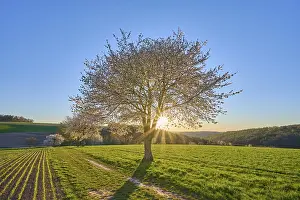 Cherry Blossom Landscape Prints: Landscape, cherry tree, blossoms