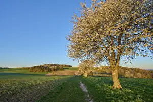 Cherry Blossom Landscape Prints: Landscape, cherry tree, blossoms