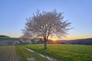 Cherry Blossom Landscape Prints: Landscape, cherry tree, blossoms
