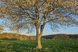 Cherry Blossom Landscape Prints: Landscape, cherry tree, blossoms