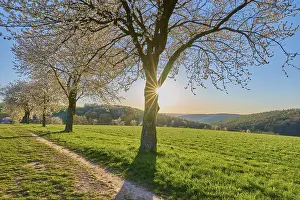 Atmospheric Sunset Photography Prints: Landscape, cherry tree, blossoms