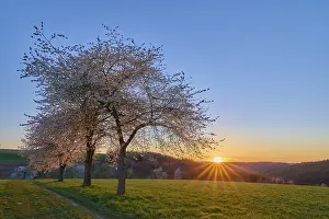 Landscape Photography Germany Prints: Landscape, cherry tree, blossoms