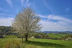 Low Mountain Range Scenery Prints: Landscape, cherry tree, blossoms