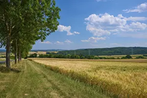 Row Of Trees Germany Prints: Landscape with cornfields and row of trees under blue sky with scattered clouds