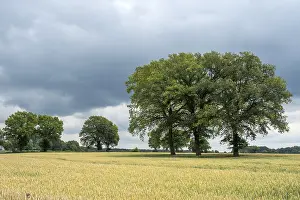 Cereal Field Photography Prints: Landscape with deciduous trees