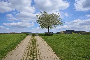 Landscape Photography Germany Prints: Landscape, field path, cherry tree
