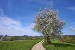 Hesse Landscape Photography Prints: Landscape, field path, cherry tree