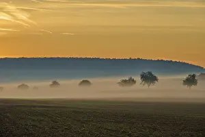 Deciduous Tree Scenery Prints: Landscape, fields, fruit trees