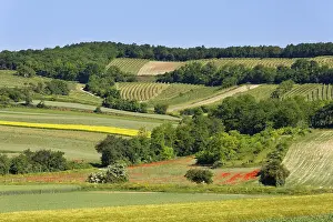 Lower Austria Landscape Prints: Landscape of fields and vineyard