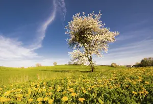 No People Landscape Photo Prints: Landscape with a flowering tree at spring