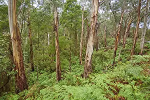 Eucalyptus Forest Prints: Landscape of a Gum tree (Eucalyptus) forest in spring