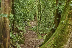 Lamington National Park Prints: Landscape of a little walking path going through the rainforest in spring
