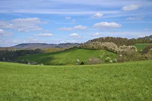 Odenwald Nature Photography Prints: Landscape, meadow, cherry tree
