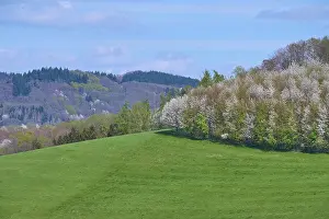 Hesse Landscape Photography Prints: Landscape, meadow, cherry tree