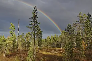 Cloudy Sky With Rainbow Prints: Landscape with a rainbow over a forest