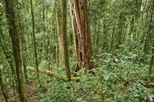 Rainforest Landscape Prints: Landscape of a rainforest in spring