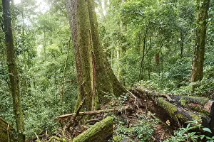 Rainforest Landscape Prints: Landscape of a rainforest in spring