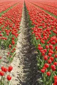 Benelux Landscape Photography Prints: Landscape with red tulips in the fields