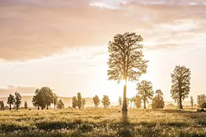 Oceania Landscape Photography Prints: Landscape, single trees in a meadow