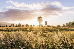 Australasia Nature Photography Prints: Landscape, single trees in a meadow