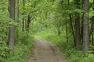 Springtime Nature Scenery Prints: Landscape of a trail going through the forest in spring