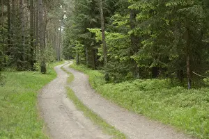 Springtime Forest Landscape Prints: Landscape of a trail going through the forest in spring