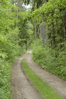 Bavaria Forest Trail Prints: Landscape of a trail going through the forest in spring