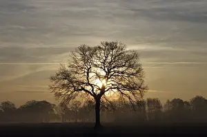 Oak Tree Landscape Prints: Landscape, tree, oak tree (Quercus)