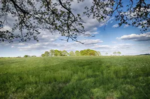 Spring Landscape Photography Prints: Landscape with trees in spring