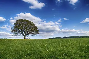 Uninhabited Countryside Landscapes Prints: Landscape with trees in spring