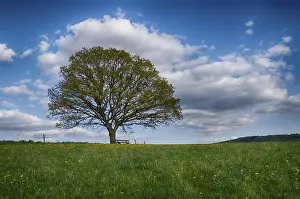 Deserted Countryside Scene Prints: Landscape with trees in spring