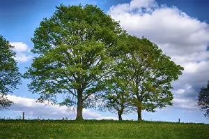 Spring Landscape Photography Prints: Landscape with trees in spring