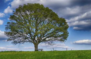 Deserted Countryside Scene Prints: Landscape with trees in spring