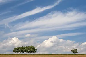 Deciduous Tree Landscape Photo Prints: Landscape with walnut trees, cloudy sky