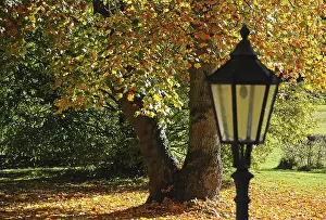 Deciduous Tree Colours Prints: Lantern in front of an autumn coloured deciduous tree